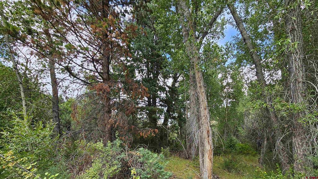 175 Bear Cub Hollow South Fork CO 81154