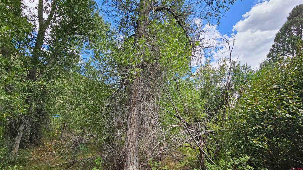 175 Bear Cub Hollow South Fork CO 81154