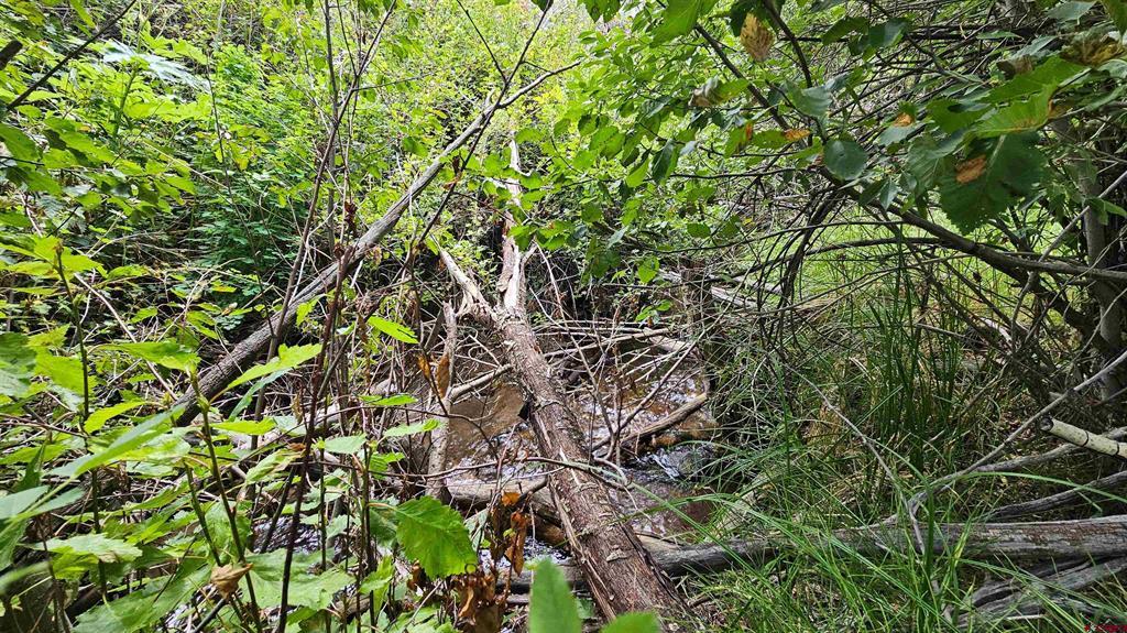 175 Bear Cub Hollow South Fork CO 81154