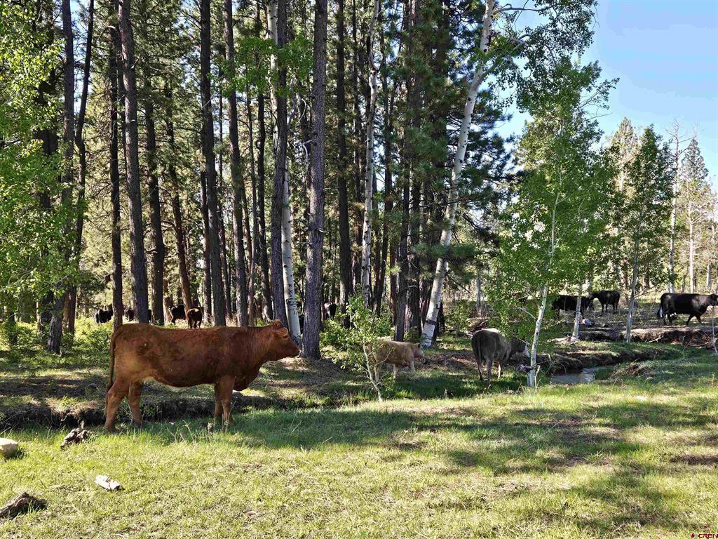 44500 Ditches Road Mancos CO 81328