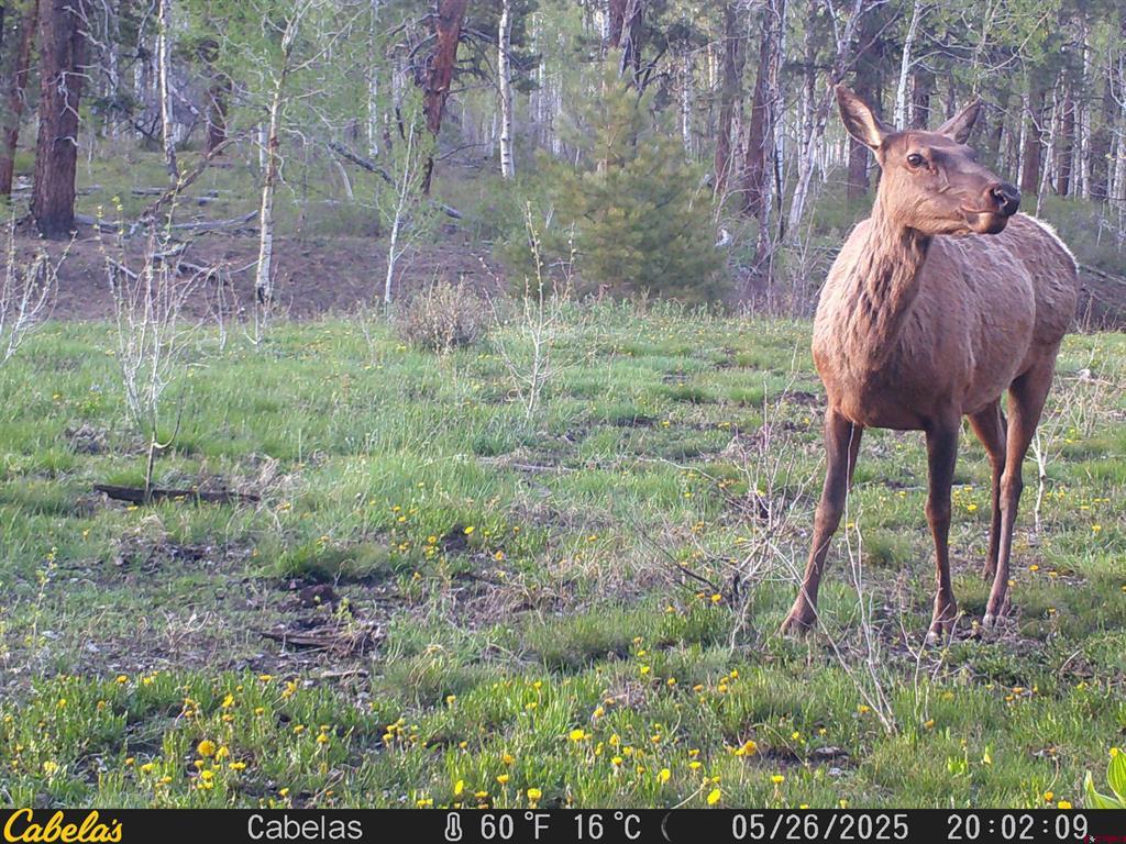 44500 Ditches Road Mancos CO 81328