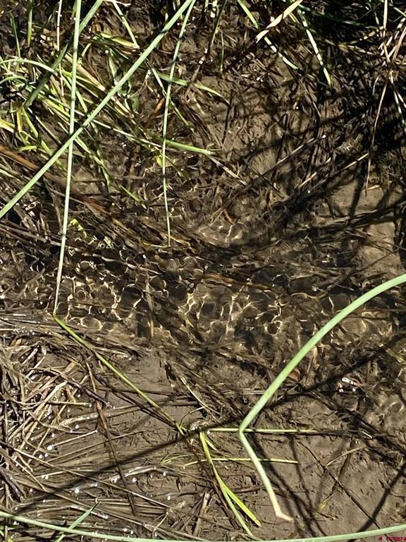 Tbd Road 46 Mancos CO 81328