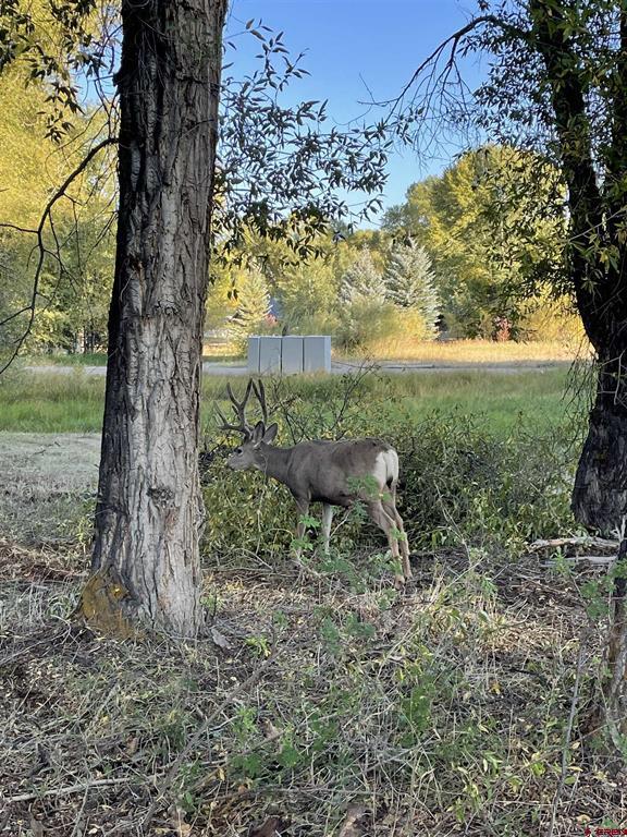 91 Apache Road Gunnison CO 81230