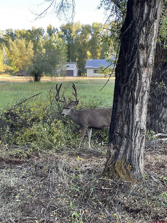 91 Apache Road Gunnison CO 81230