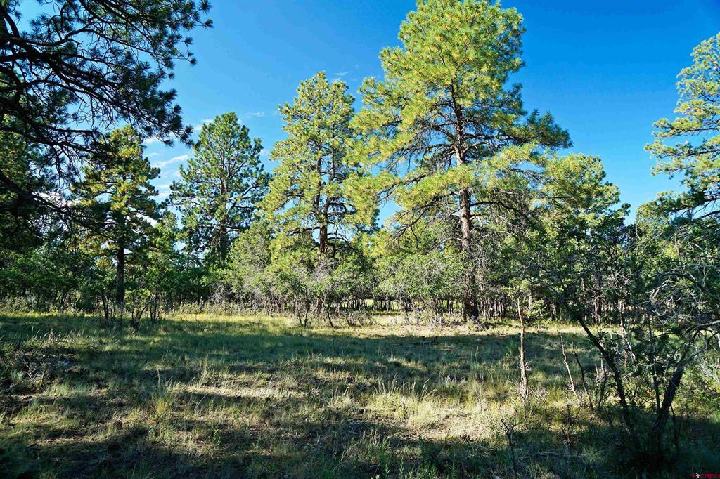 1325 Marmot Drive Ridgway CO 81432