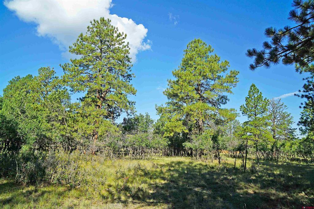 1325 Marmot Drive Ridgway CO 81432
