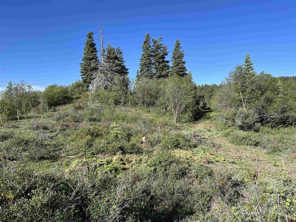 455 Calle De Oso Pagosa Springs CO 81147