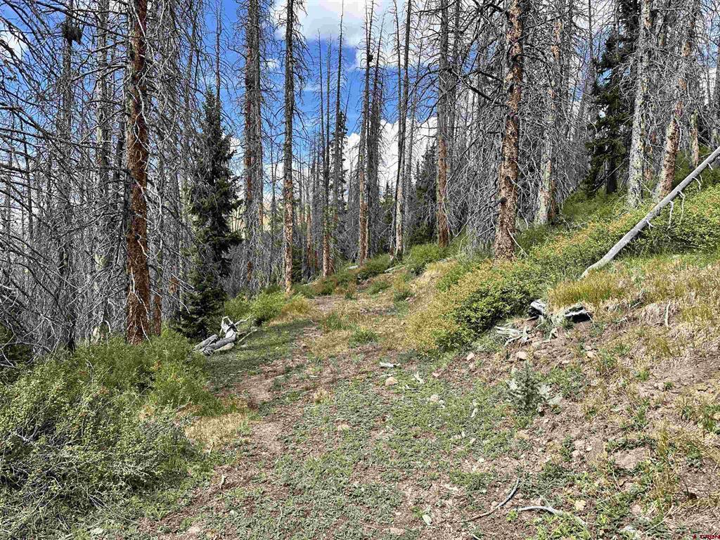 Gold Standard Sawmill Gulch Road Saguache CO 81149