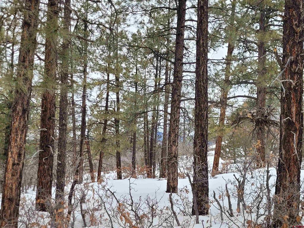 3150 Crooked Road Pagosa Springs CO 81147