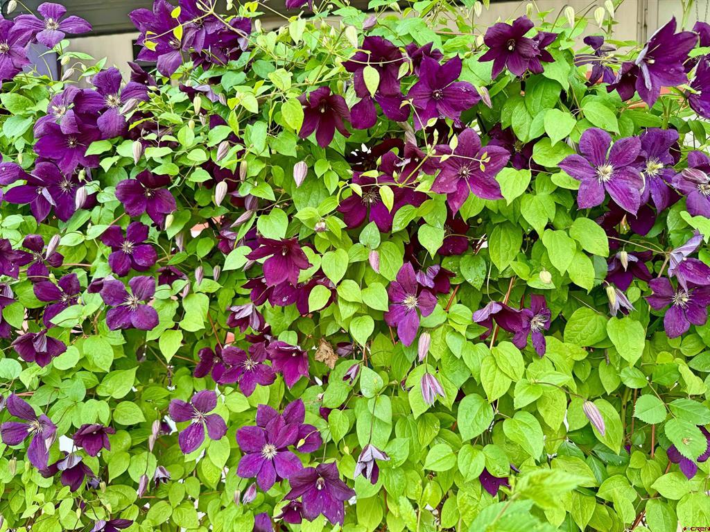 383 S Hillcrest Drive Montrose CO 81401