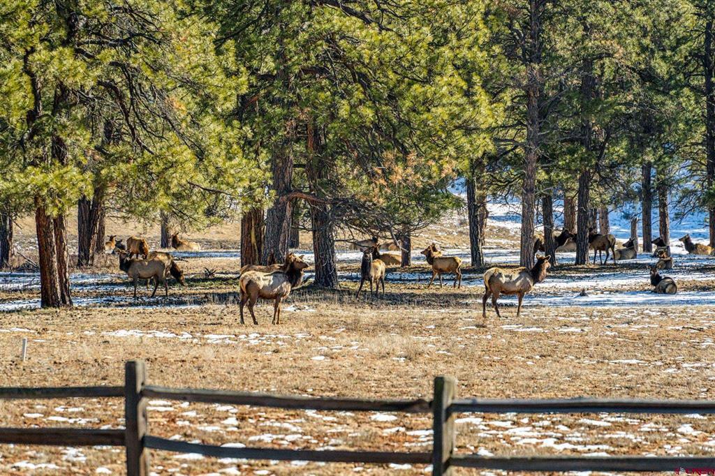 2415 Echo Canyon Ranch Lane Pagosa Springs CO 81147