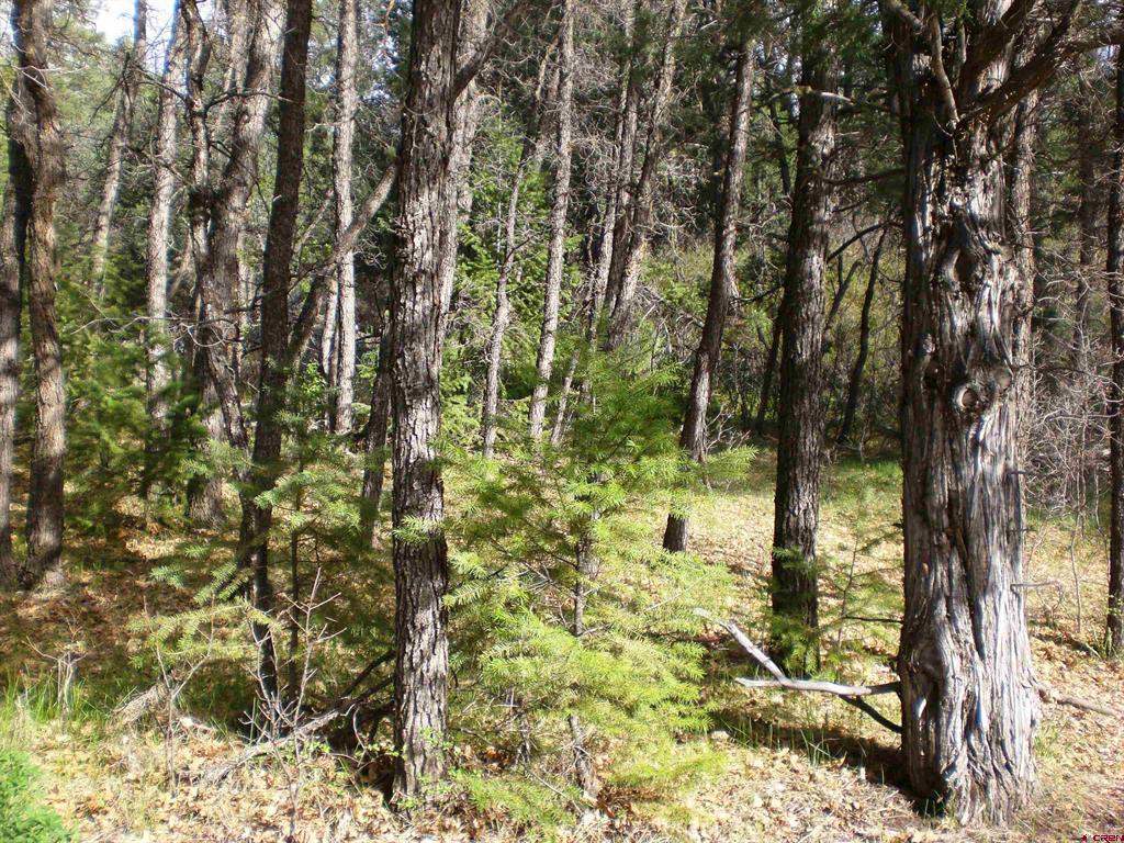 6402 Cr 700 Pagosa Springs CO 81147