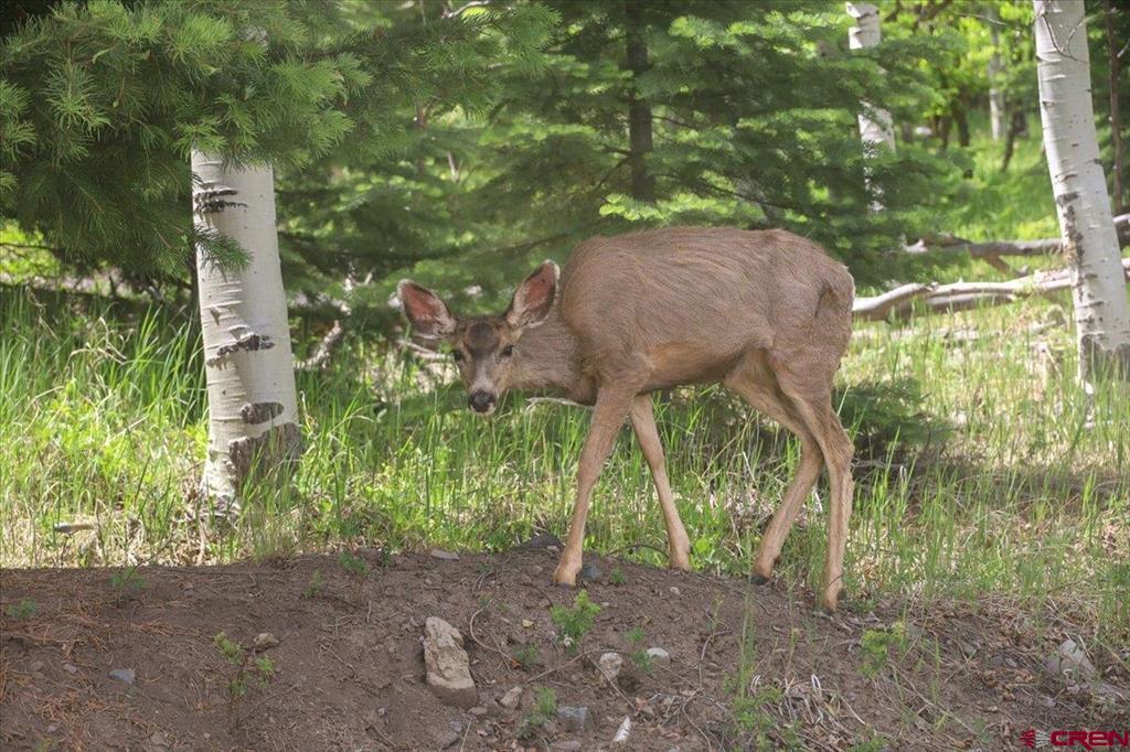 11810 County Road 326 Pagosa Springs CO 81147