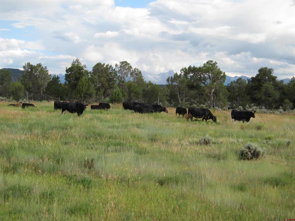 1917 County Road 22 Montrose CO 81403