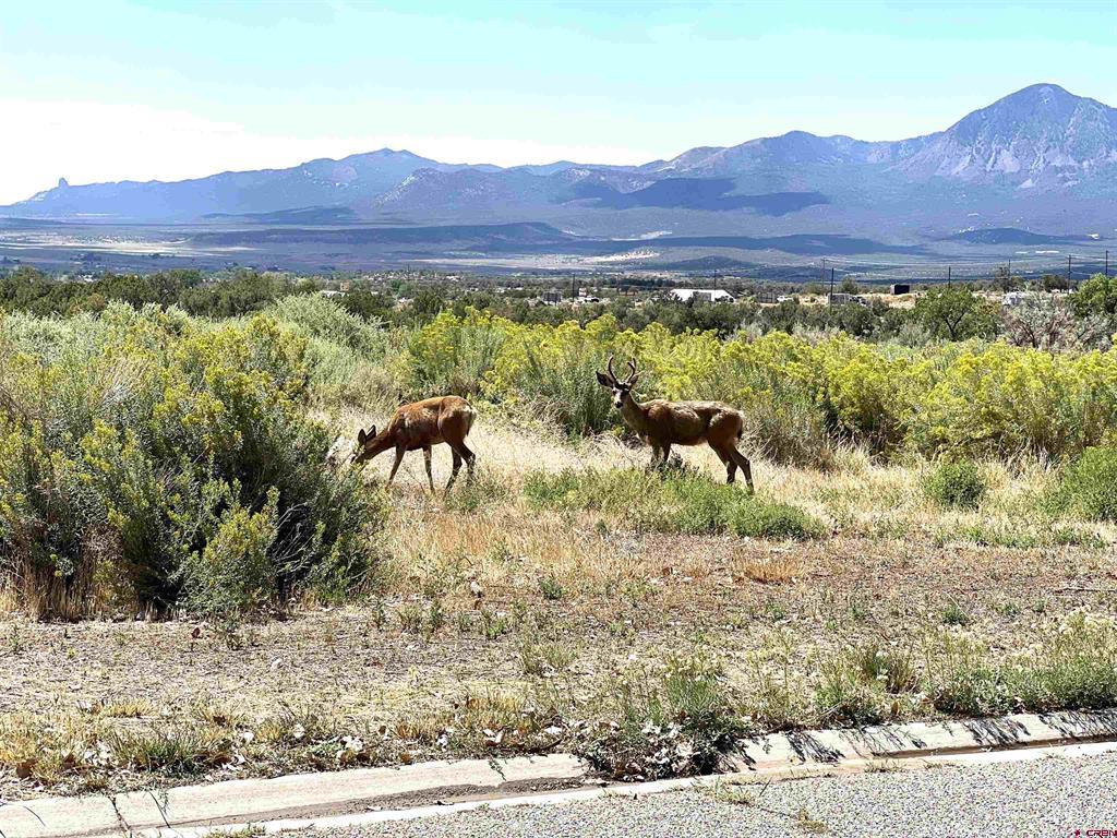 706 Apple Drive Cortez CO 81321