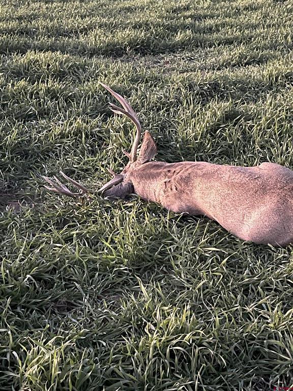 777 County Road 977 Arboles CO 81147