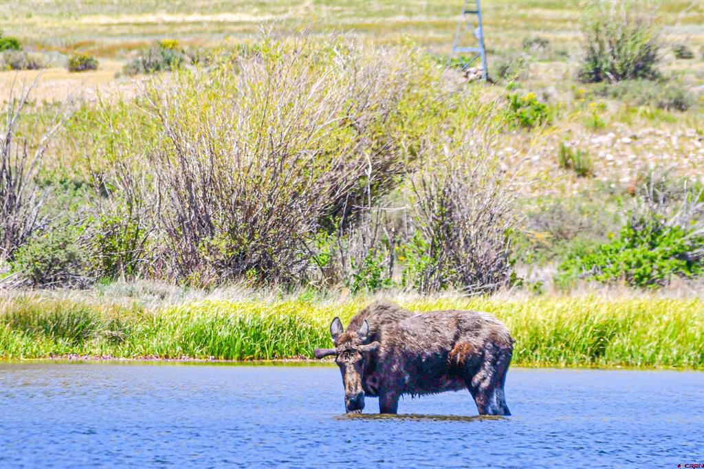1441 Forest Road 507 1a Creede CO 81130