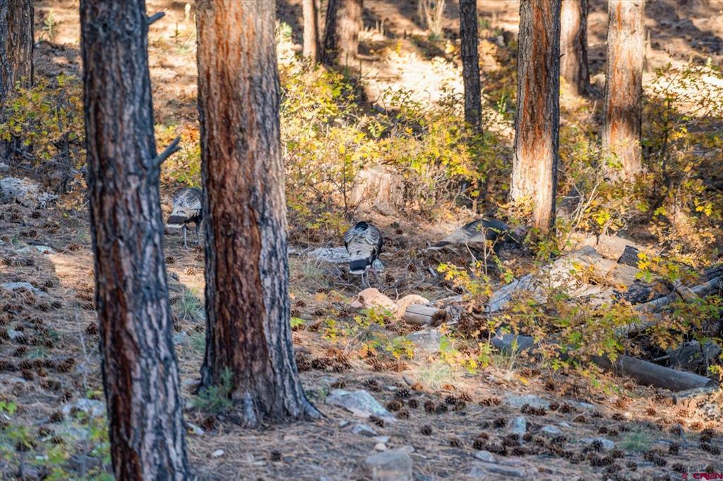 221 Deer Ridge Drive Bayfield CO 81122