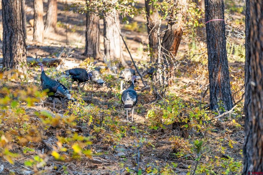 221 Deer Ridge Drive Bayfield CO 81122