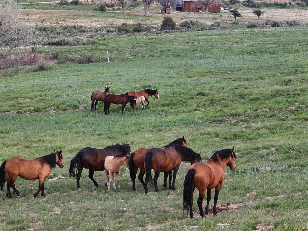 3217 County Road 41 Mancos CO 81328