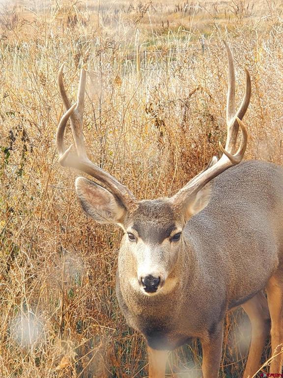 8866 State Highway 151 Ignacio CO 81137