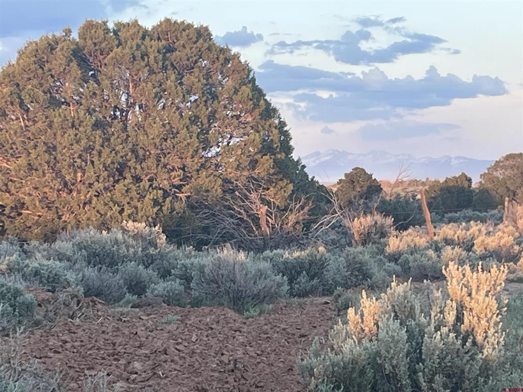 23755 Road 15.5 Yellow Jacket CO 81335