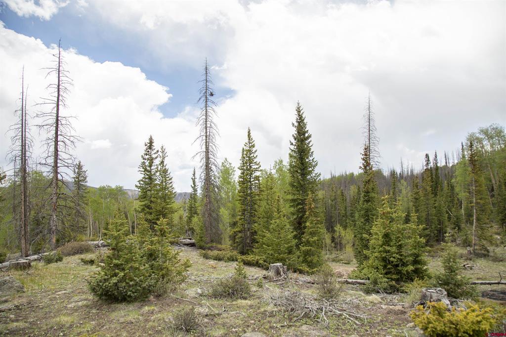 5565 Forest Rd 504 Road Creede CO 81130