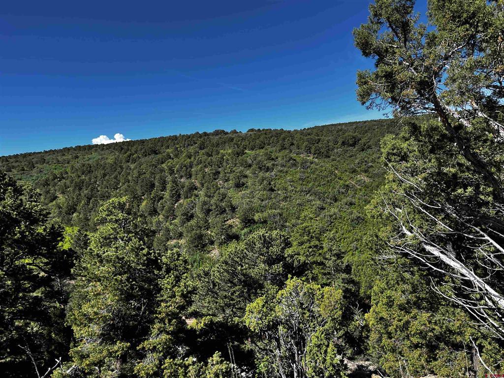 1165 Timber Ridge Road Montrose CO 81401