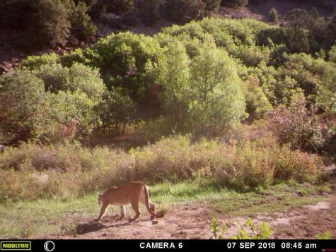 1165 Timber Ridge Montrose CO 81401