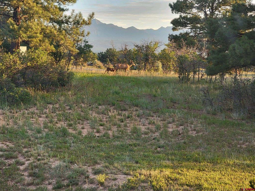 241 W Blue Lake Drive Pagosa Springs CO 81147