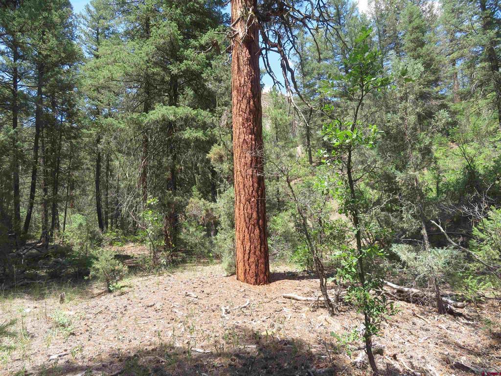 245 Mountain Road Pagosa Springs CO 81147