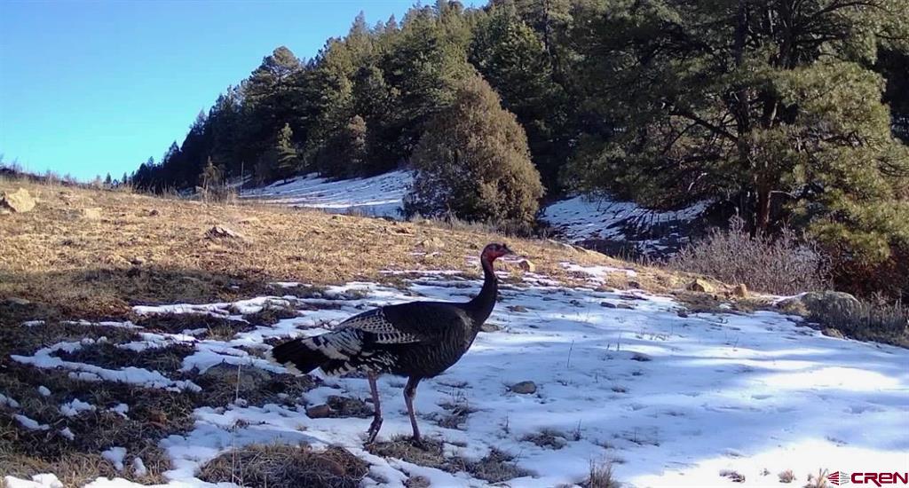 3070 County Road 391 Pagosa Springs CO 81147