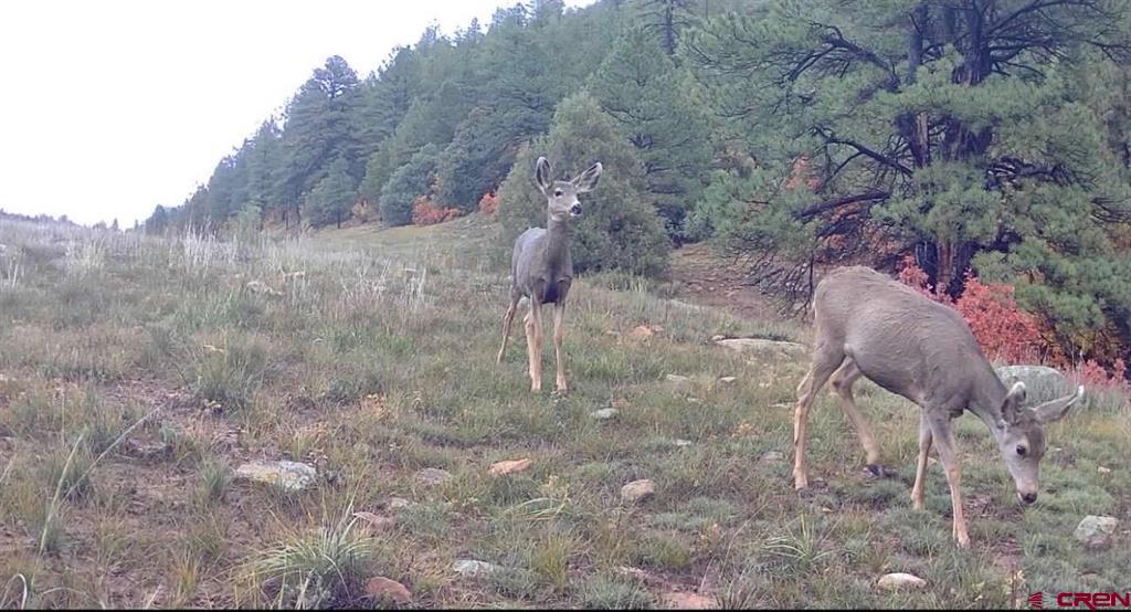 3070 County Road 391 Pagosa Springs CO 81147