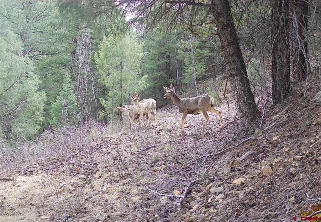 3070 County Road 391 Pagosa Springs CO 81147
