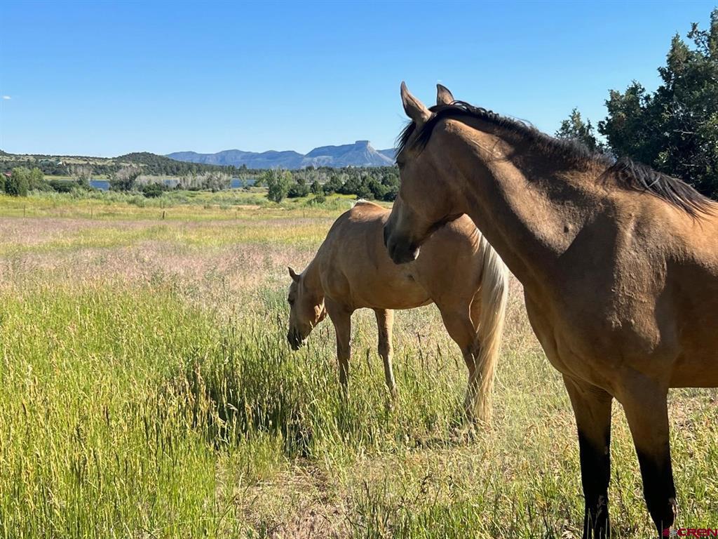 35066 Highway 184 Mancos CO 81328