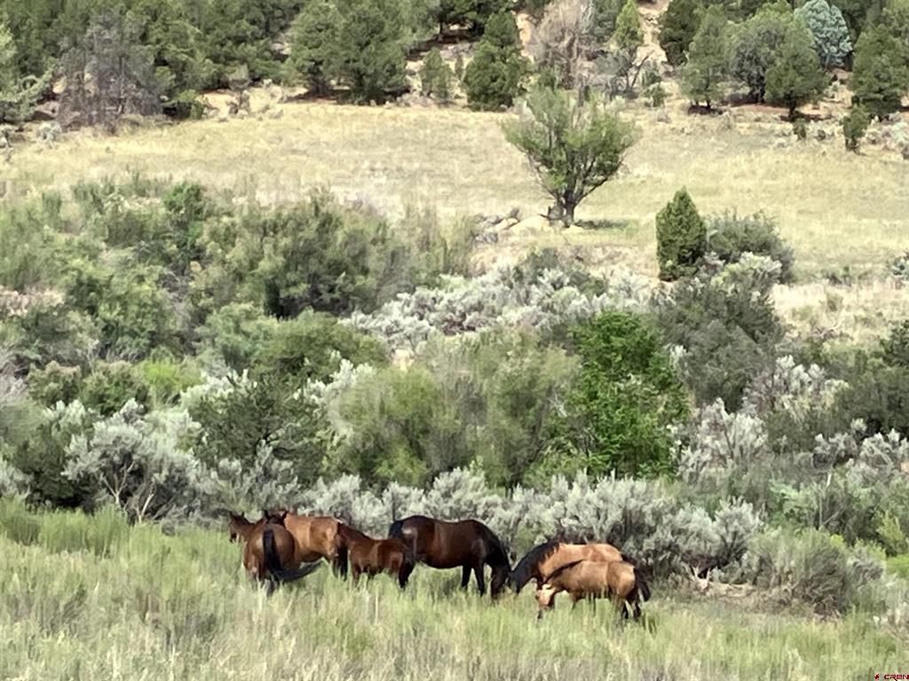 1179 Road 41 Mancos CO 81328