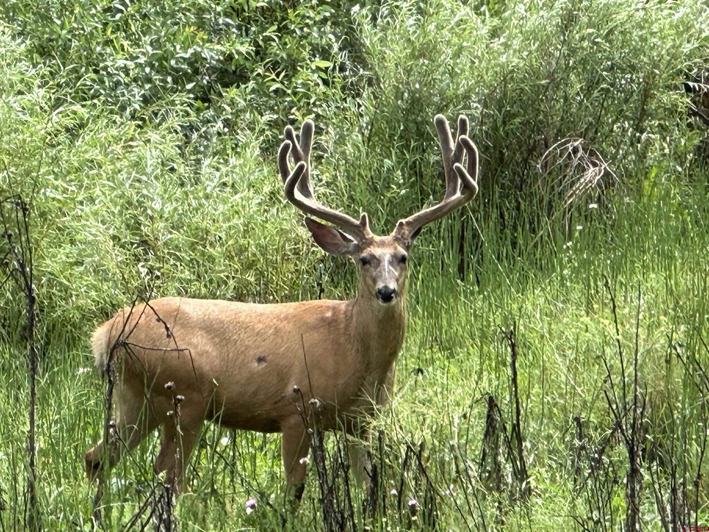 2277 Bear Creek Canyon Road Bayfield CO 81122
