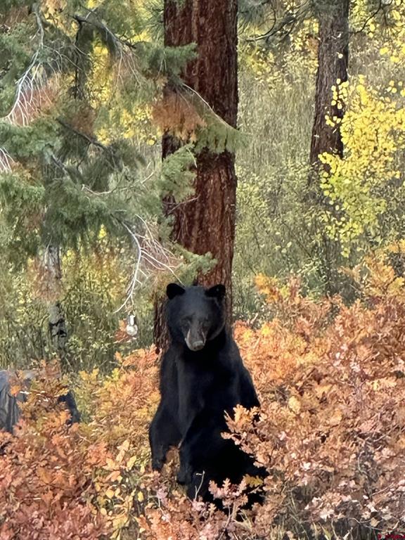 2277 Bear Creek Canyon Road Bayfield CO 81122