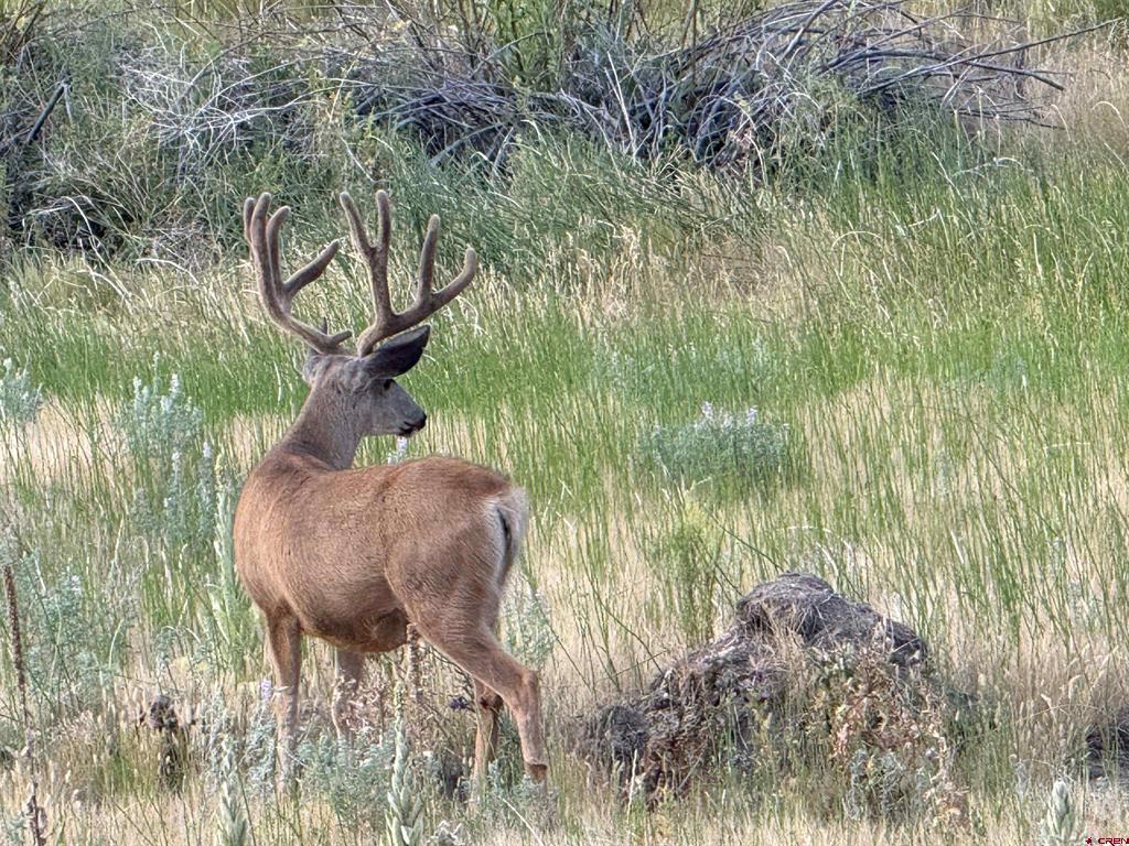 2277 Bear Creek Canyon Road Bayfield CO 81122