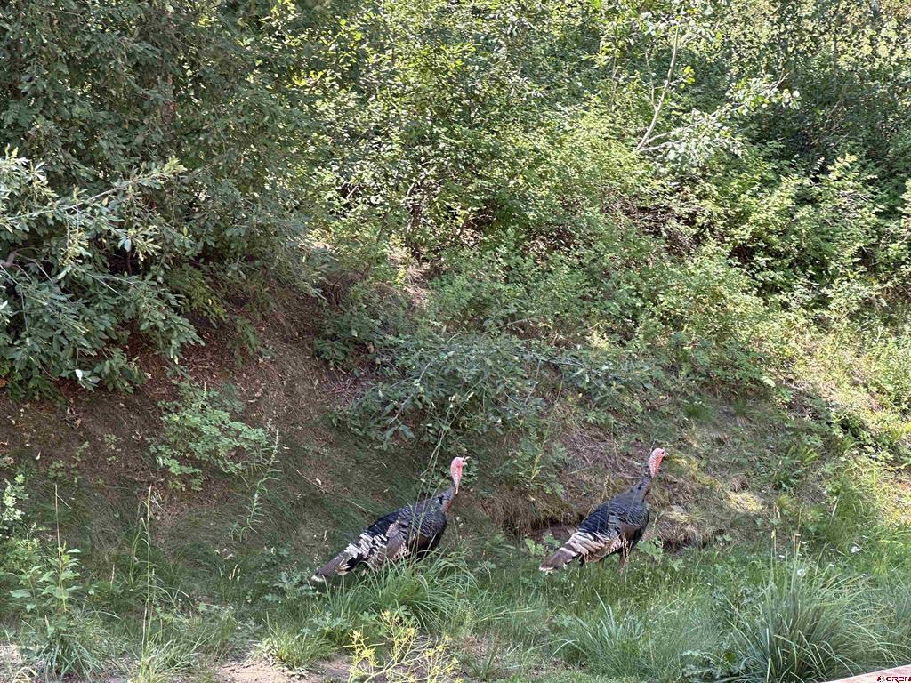 2277 Bear Creek Canyon Road Bayfield CO 81122
