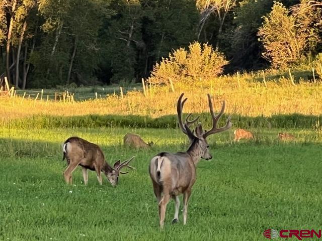 2678 & 2940 Cr 382 Pagosa Springs CO 81147