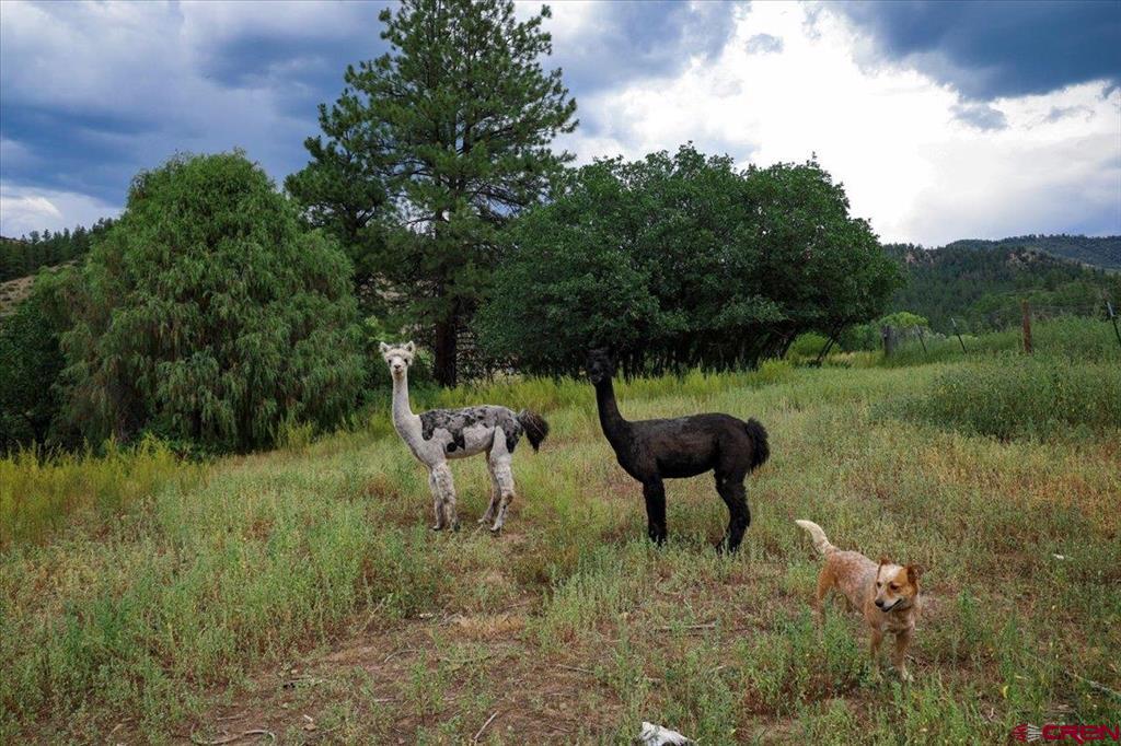 1375 County Road 326 Road Pagosa Springs CO 81147