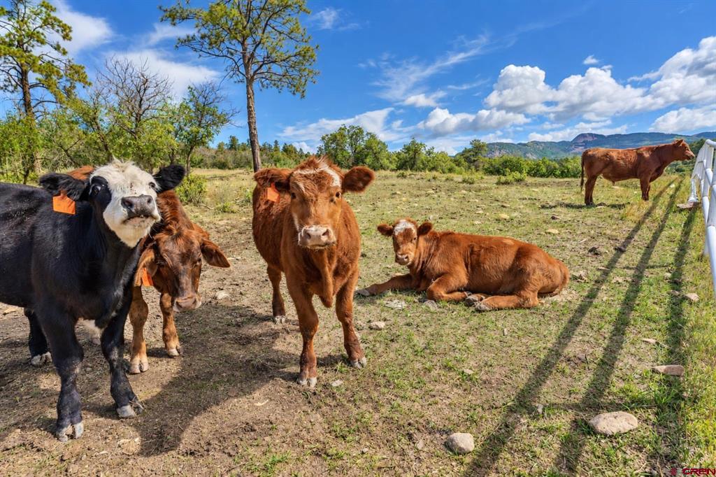 12250 Road 44 Mancos CO 81328