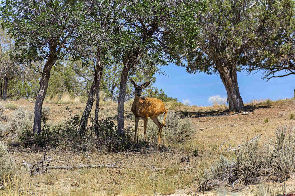 320 County Road 329 Ignacio CO 81137
