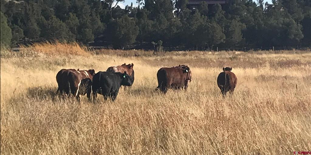 940 County Road 973 Arboles CO 81121