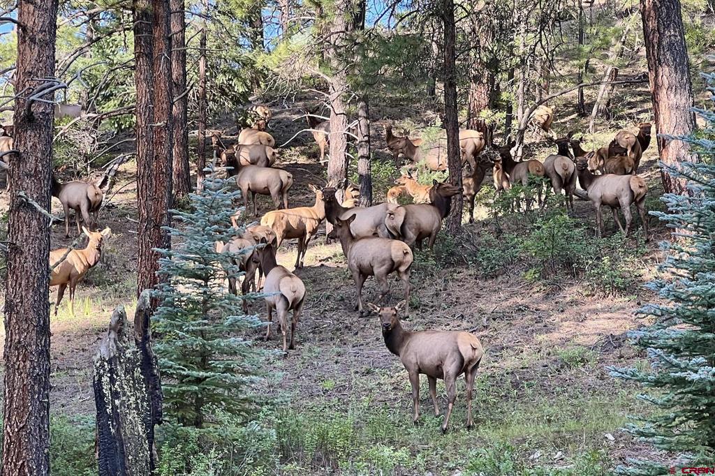 3101 Hidden Valley Drive Pagosa Springs CO 81147