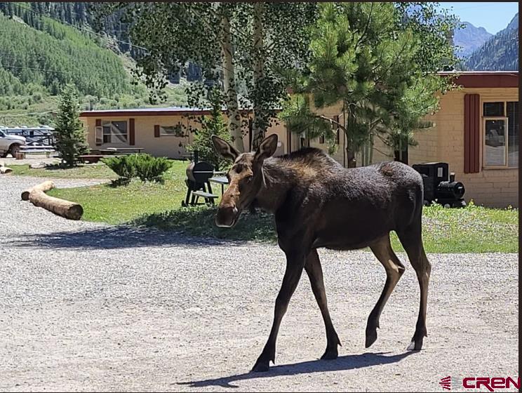 664 Greene Silverton CO 81433