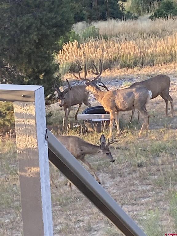 250 Sue Bob Court Montrose CO 81403