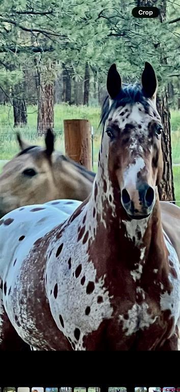 2400 Piedra Road Pagosa Springs CO 81147