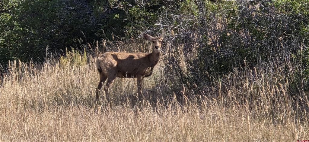 7187 Cr 228 Bayfield CO 81122